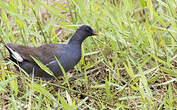 Gallinule d'Amérique