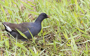 Common Gallinule