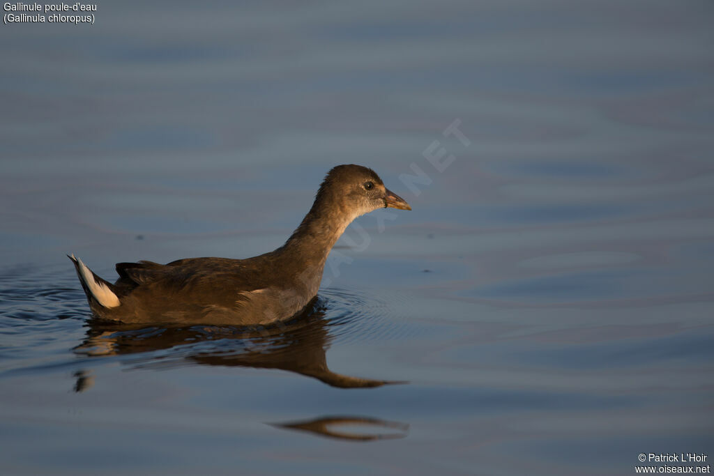 Common Moorhen