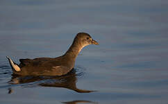 Gallinule poule-d'eau