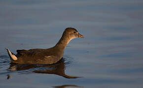 Gallinule poule-d'eau