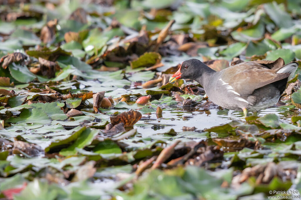 Common Moorhen