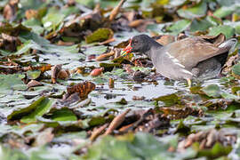 Common Moorhen