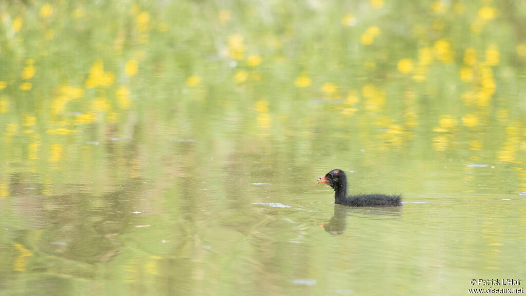 Gallinule poule-d'eauPoussin