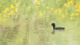 Gallinule poule-d'eau