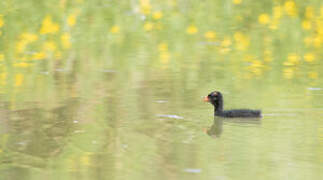 Common Moorhen