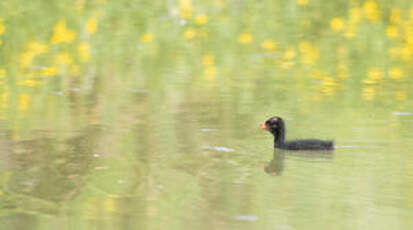 Gallinule poule-d'eau