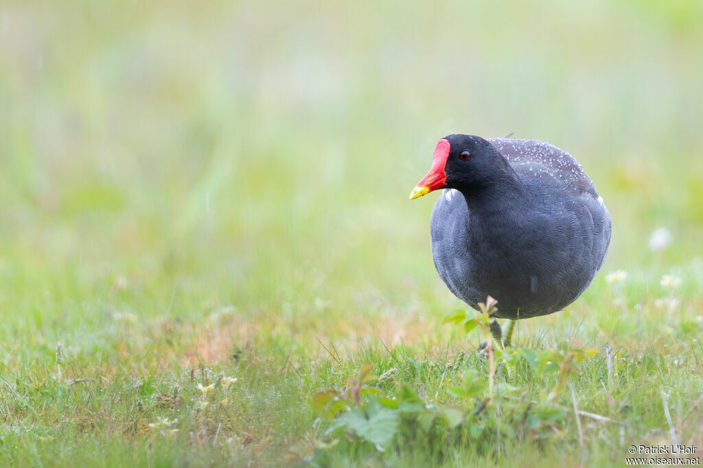 Common Moorhen