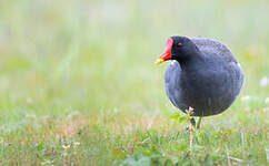 Gallinule poule-d'eau