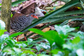 Sri Lanka Spurfowl