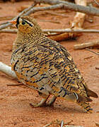 Black-faced Sandgrouse