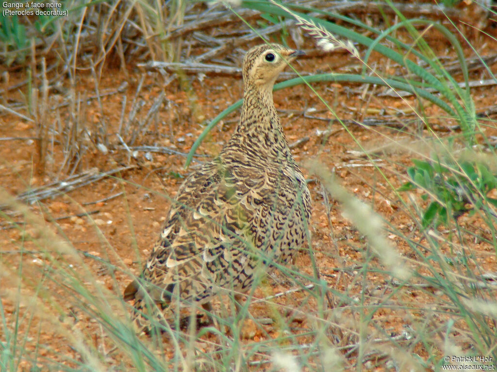 Black-faced Sandgrouse female adult