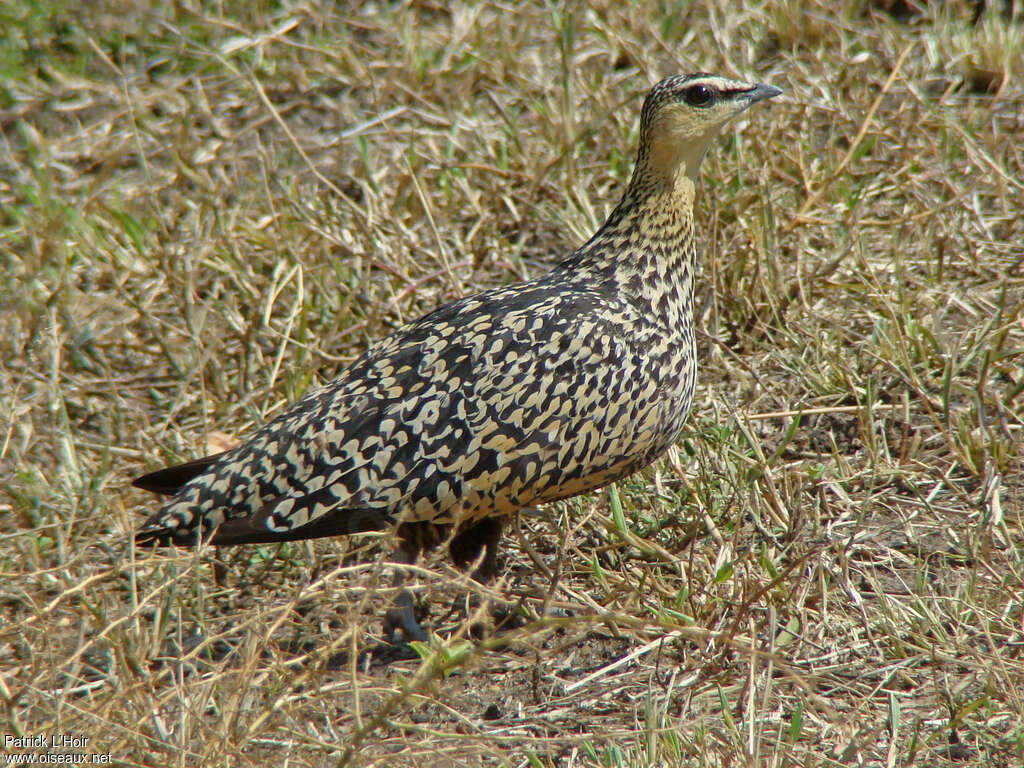 Yellow-throated Sandgrouse female adult, identification