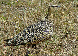 Yellow-throated Sandgrouse