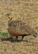 Yellow-throated Sandgrouse