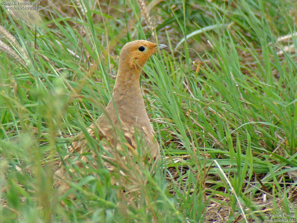 Chestnut-bellied Sandgrouse male adult