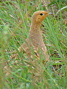 Chestnut-bellied Sandgrouse