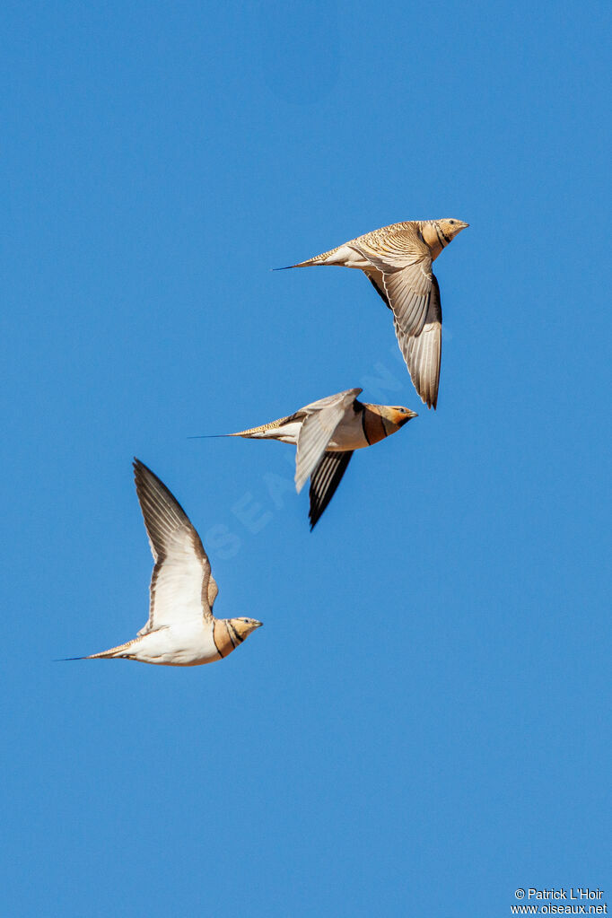 Pin-tailed Sandgrouse