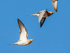 Pin-tailed Sandgrouse