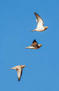 Pin-tailed Sandgrouse