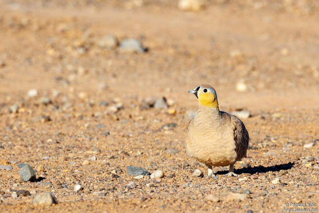 Crowned Sandgrouse male adult