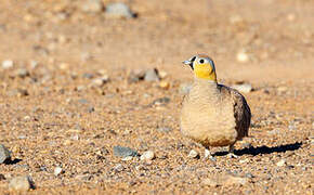 Crowned Sandgrouse