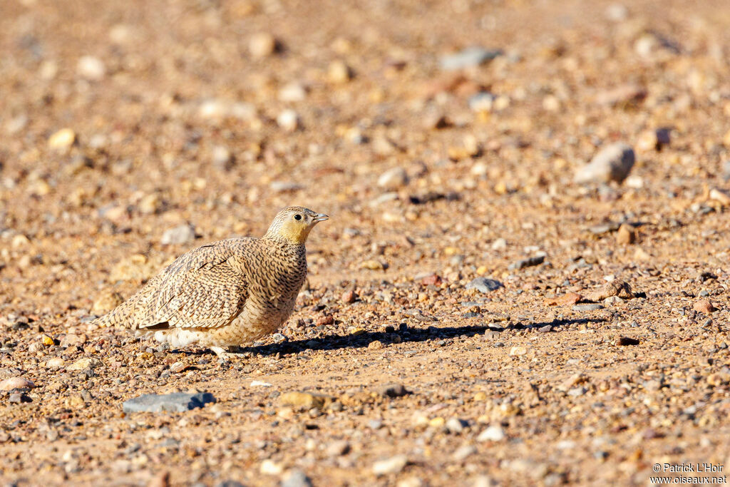 Crowned Sandgrouse female adult