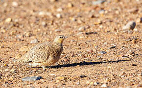 Crowned Sandgrouse