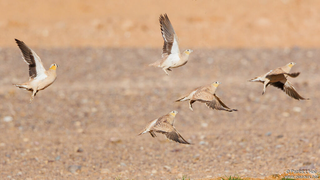 Crowned Sandgrouse