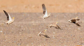 Crowned Sandgrouse