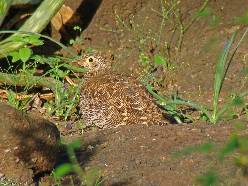 Ganga de Lichtenstein femelle adulte, camouflage