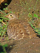 Lichtenstein's Sandgrouse