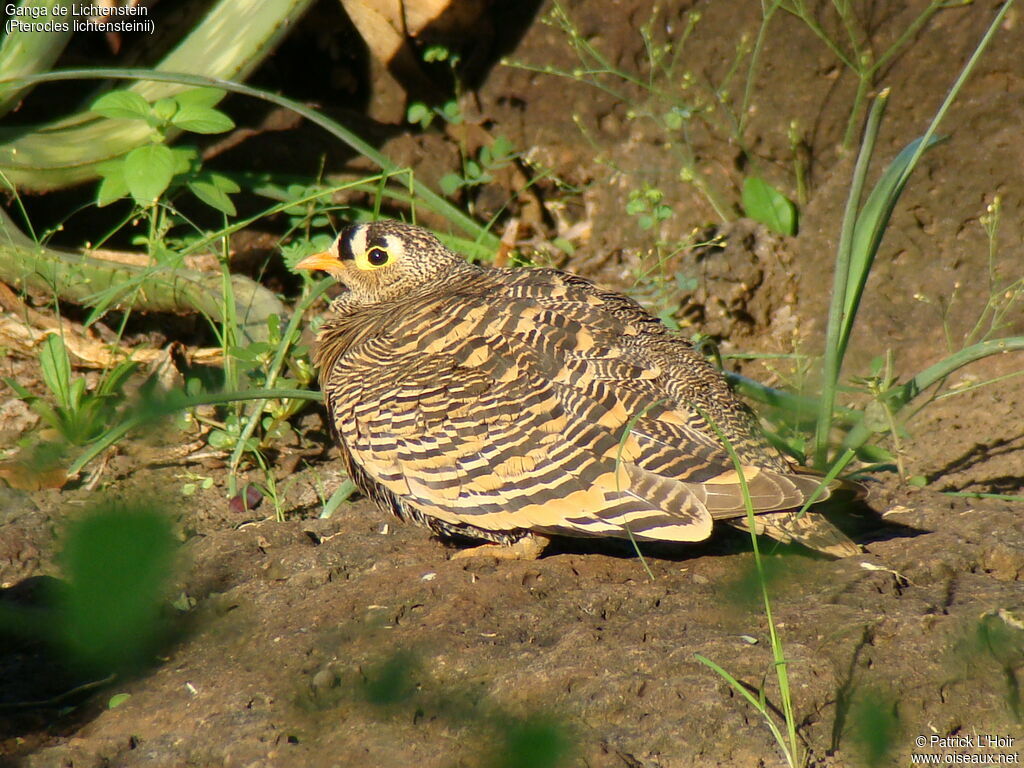 Lichtenstein's Sandgrouse