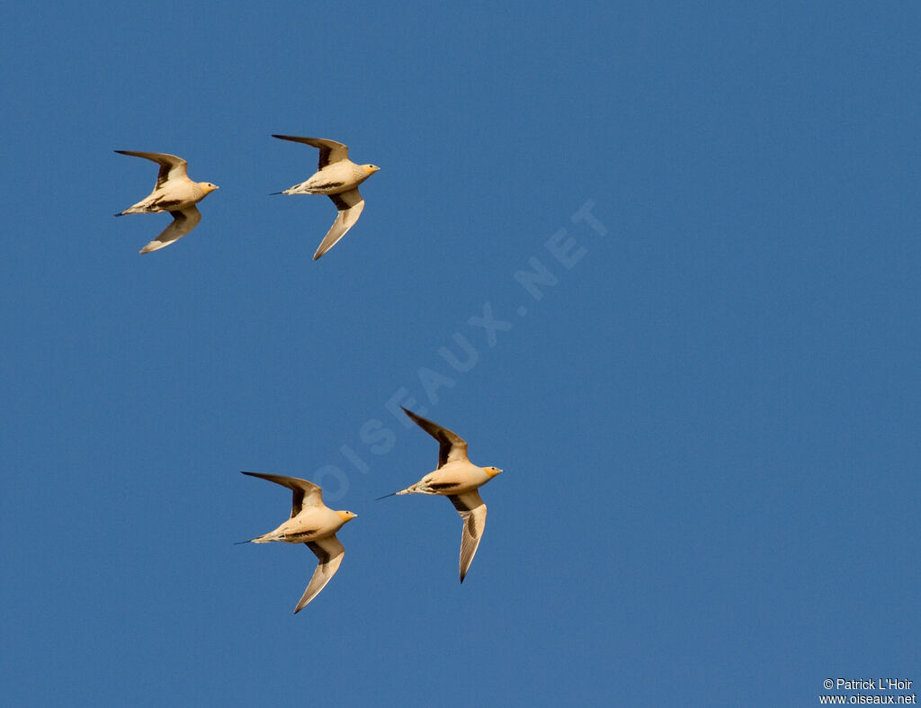 Spotted Sandgrouseadult, Flight