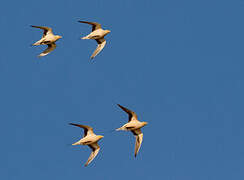 Spotted Sandgrouse