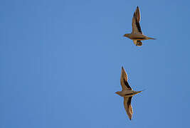 Spotted Sandgrouse