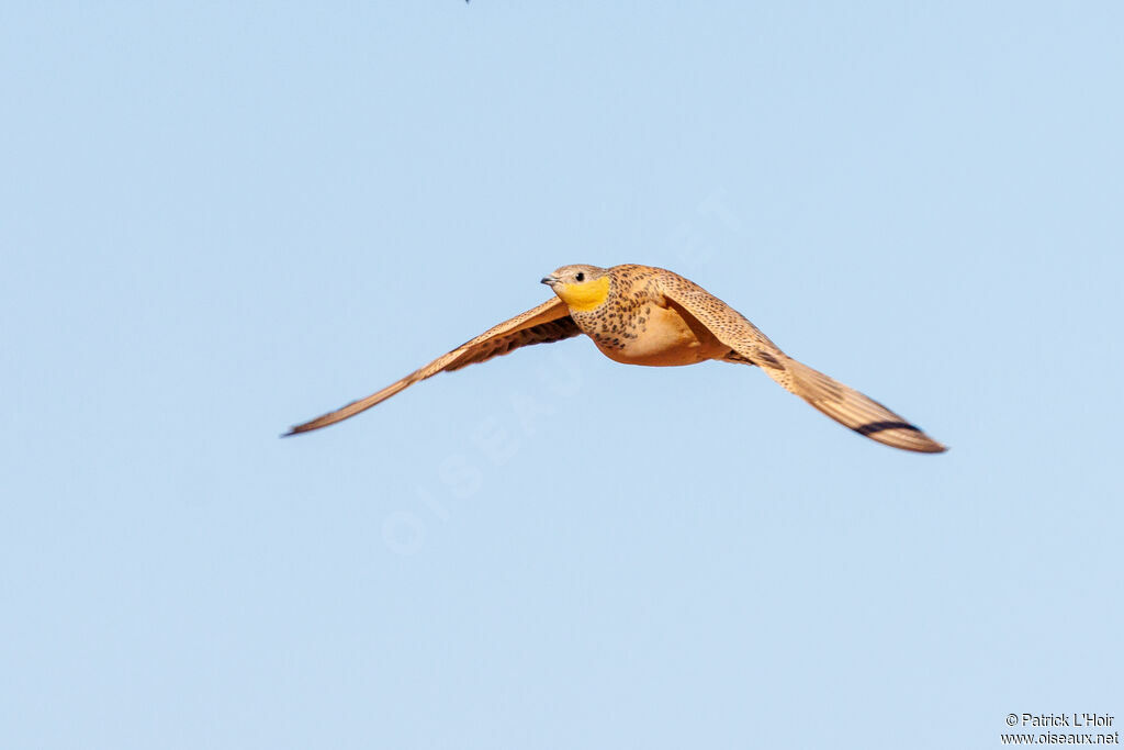 Spotted Sandgrouse