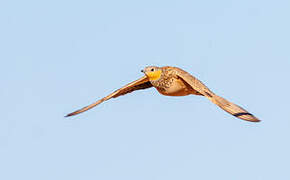 Spotted Sandgrouse