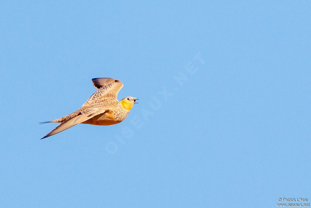 Spotted Sandgrouse