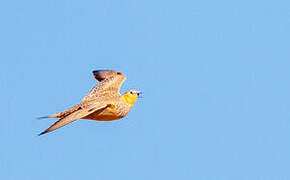 Spotted Sandgrouse