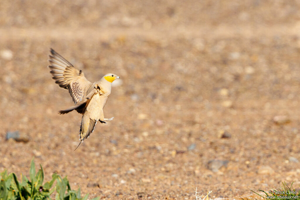 Spotted Sandgrouse