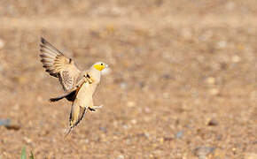 Spotted Sandgrouse