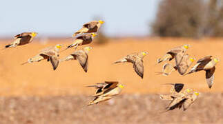 Spotted Sandgrouse