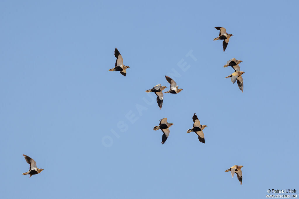 Black-bellied Sandgrouse