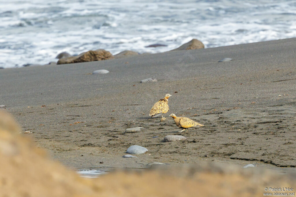 Black-bellied Sandgrouseadult post breeding