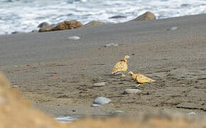 Black-bellied Sandgrouse