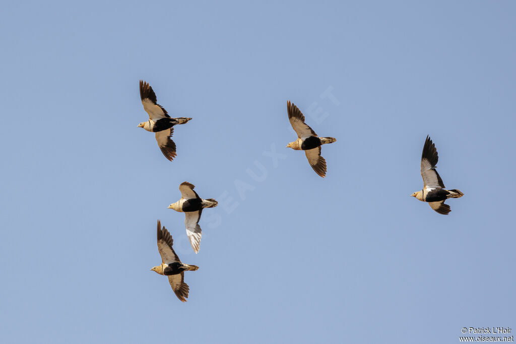 Black-bellied Sandgrouse