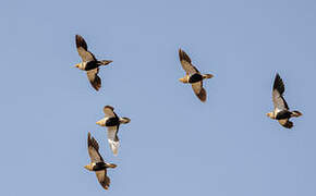 Black-bellied Sandgrouse