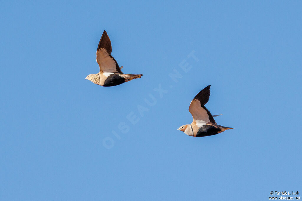 Black-bellied Sandgrouse