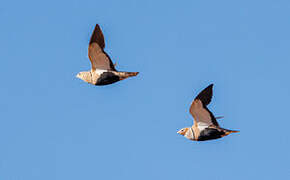 Black-bellied Sandgrouse